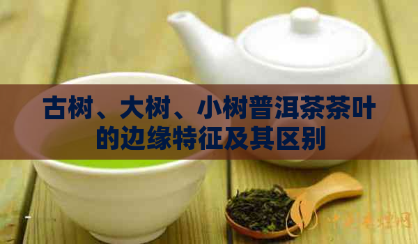 古树、大树、小树普洱茶茶叶的边缘特征及其区别