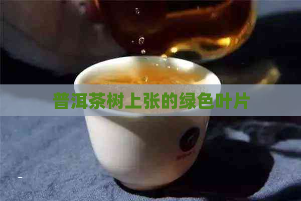 普洱茶树上张的绿色叶片