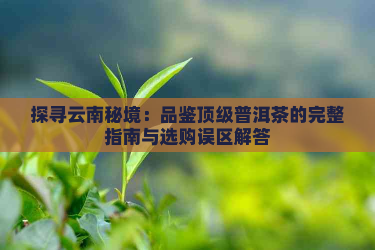 探寻云南秘境：品鉴顶级普洱茶的完整指南与选购误区解答