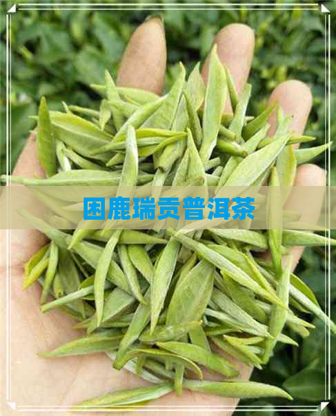 困鹿瑞贡普洱茶