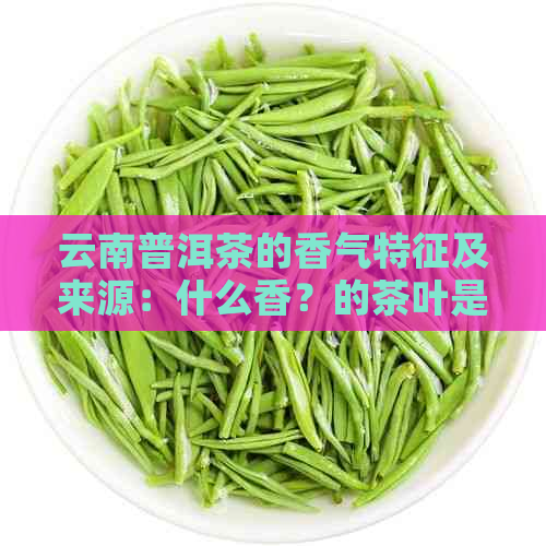 云南普洱茶的香气特征及来源：什么香？的茶叶是哪些？