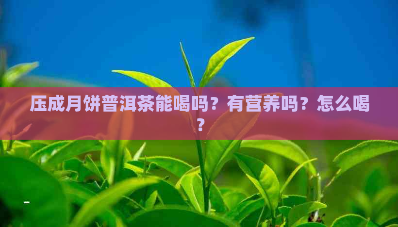 压成月饼普洱茶能喝吗？有营养吗？怎么喝？