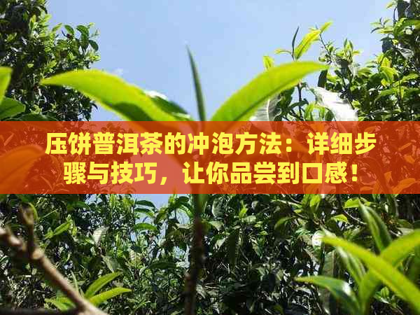 压饼普洱茶的冲泡方法：详细步骤与技巧，让你品尝到口感！