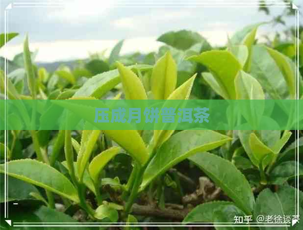 压成月饼普洱茶