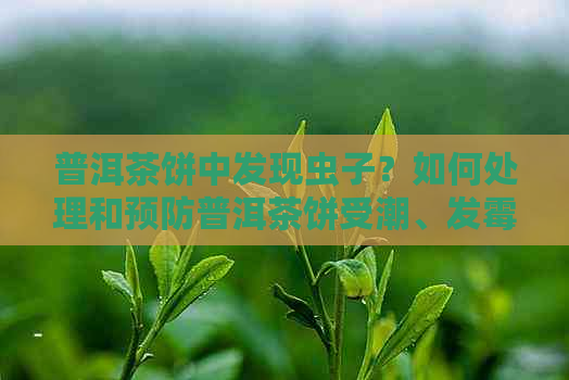 普洱茶饼中发现虫子？如何处理和预防普洱茶饼受潮、发霉和生虫问题