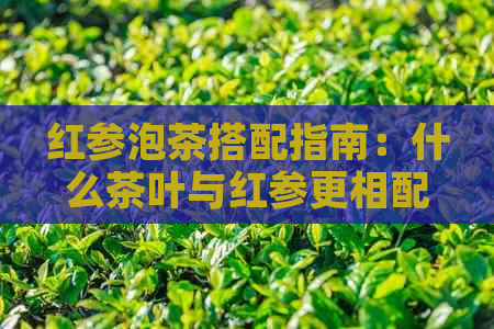 红参泡茶搭配指南：什么茶叶与红参更相配？