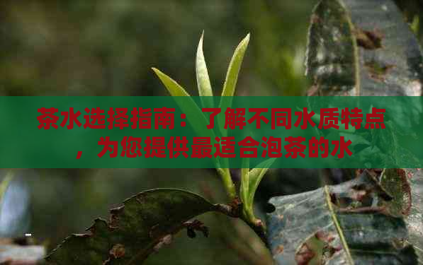 茶水选择指南：了解不同水质特点，为您提供最适合泡茶的水