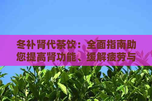 冬补肾代茶饮：全面指南助您提高肾功能、缓解疲劳与保持健