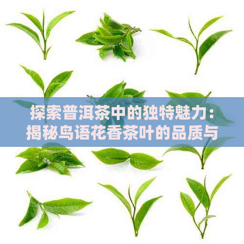 探索普洱茶中的独特魅力：揭秘鸟语花香茶叶的品质与口感