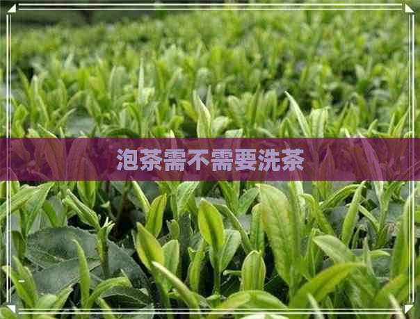 泡茶需不需要洗茶