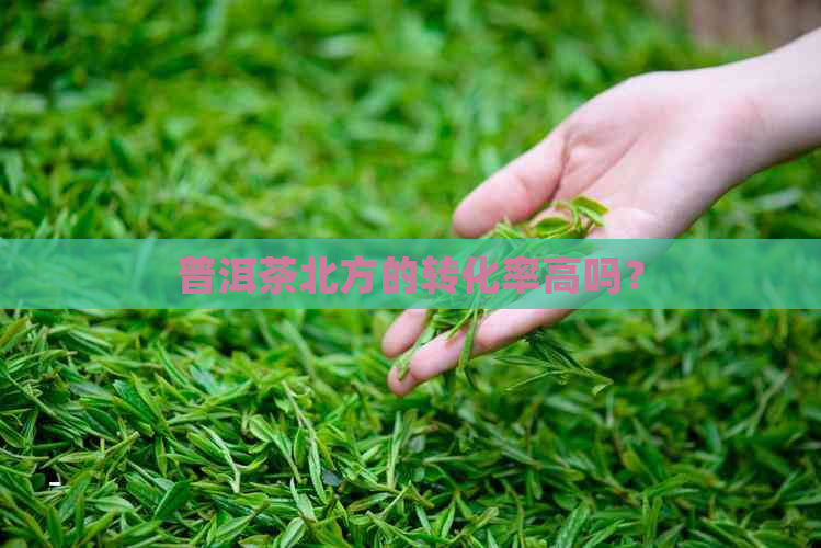 普洱茶北方的转化率高吗？