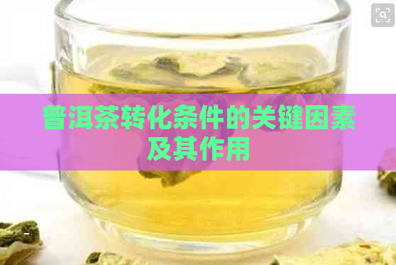 普洱茶转化条件的关键因素及其作用