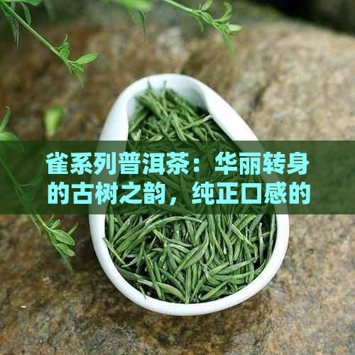 雀系列普洱茶：华丽转身的古树之韵，纯正口感的独特体验