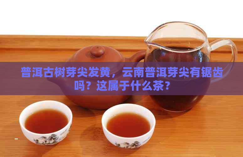 普洱古树芽尖发黄，云南普洱芽尖有锯齿吗？这属于什么茶？