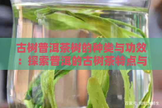 古树普洱茶树的种类与功效：探索普洱的古树茶特点与价值