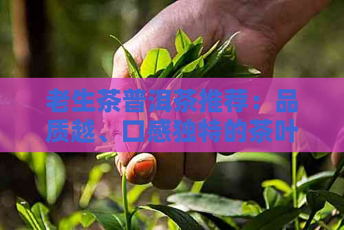 老生茶普洱茶推荐：品质越、口感独特的茶叶佳品