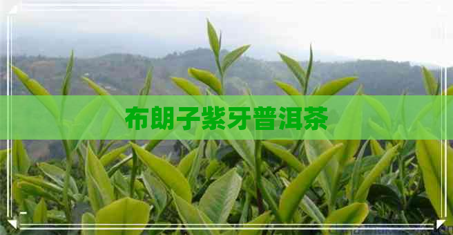 布朗子紫牙普洱茶