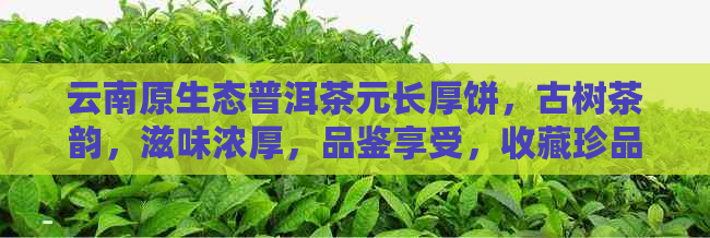 云南原生态普洱茶元长厚饼，古树茶韵，滋味浓厚，品鉴享受，收藏珍品