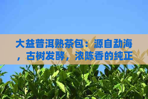 大益普洱熟茶包：源自勐海，古树发酵，浓陈香的纯正体验