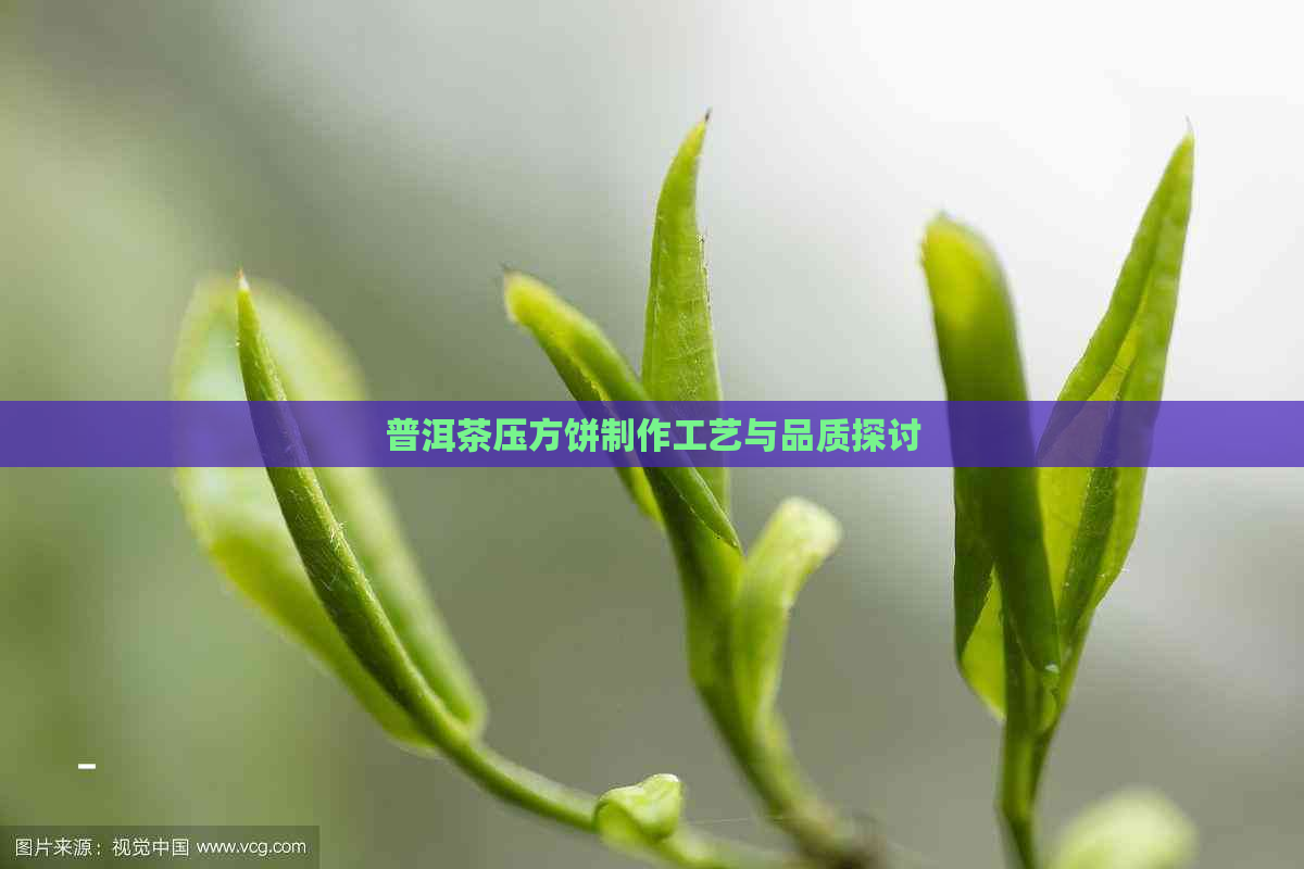 普洱茶压方饼制作工艺与品质探讨