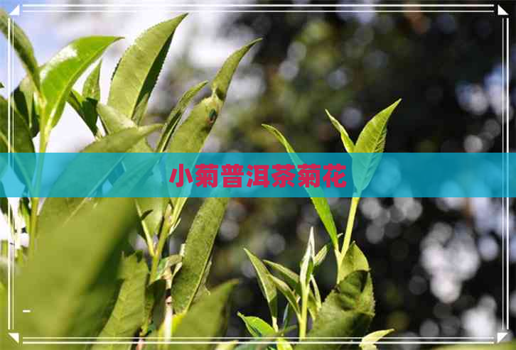 小菊普洱茶菊花