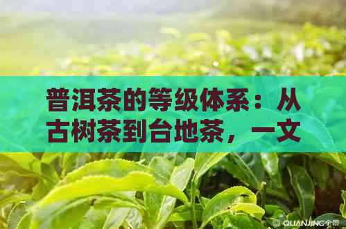 普洱茶的等级体系：从古树茶到台地茶，一文详解各级别的特点与品质