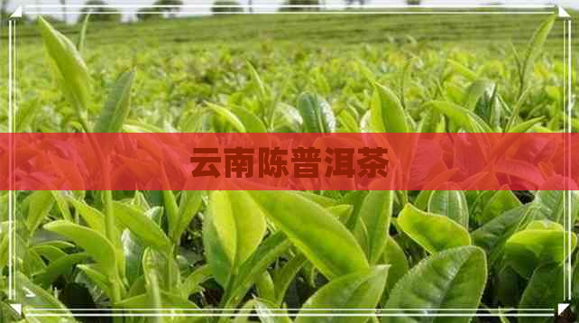 云南陈普洱茶