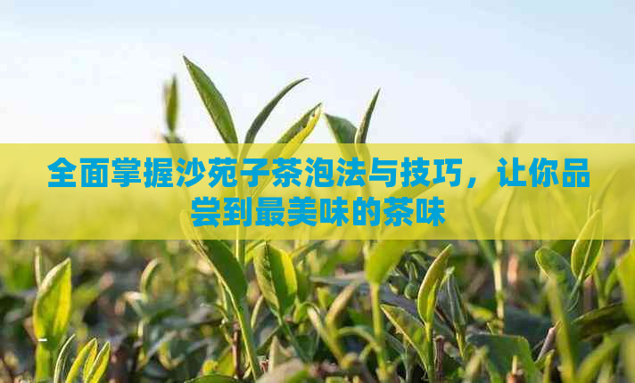 全面掌握沙苑子茶泡法与技巧，让你品尝到最美味的茶味