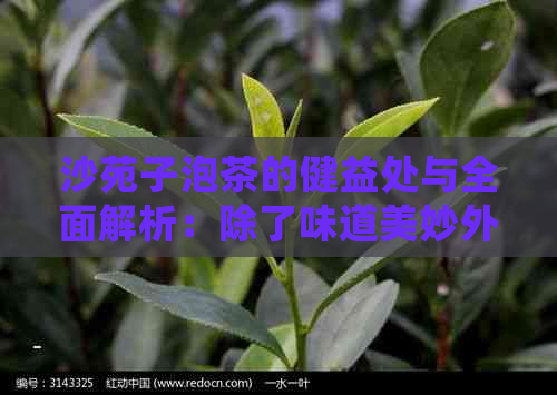 沙苑子泡茶的健益处与全面解析：除了味道美妙外，还有哪些作用？