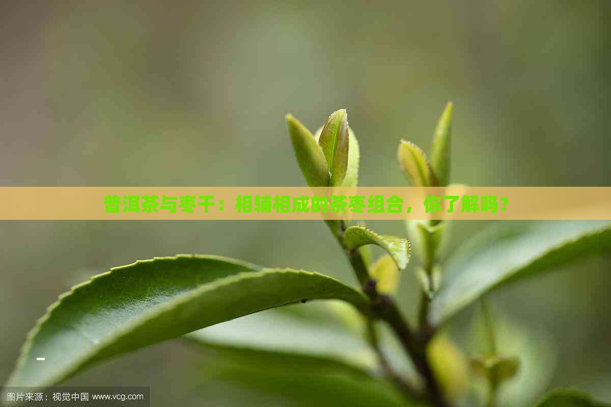 普洱茶与枣干：相辅相成的茶枣组合，你了解吗？