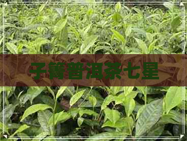 子箐普洱茶七星