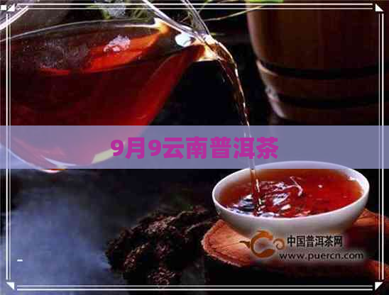 9月9云南普洱茶