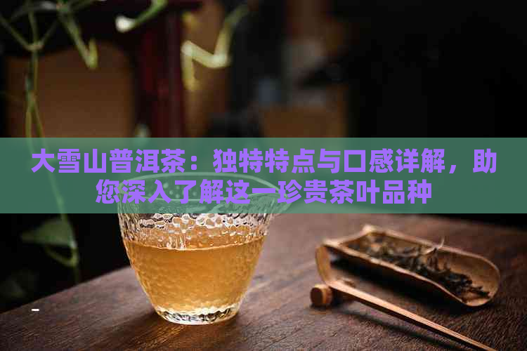 大雪山普洱茶：独特特点与口感详解，助您深入了解这一珍贵茶叶品种