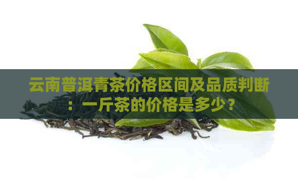 云南普洱青茶价格区间及品质判断：一斤茶的价格是多少？