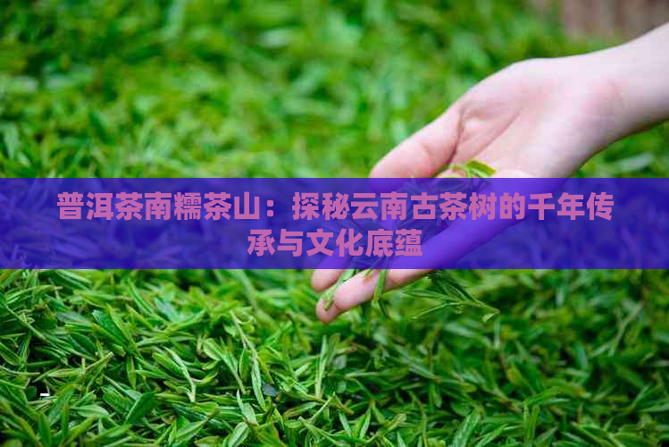 普洱茶南糯茶山：探秘云南古茶树的千年传承与文化底蕴