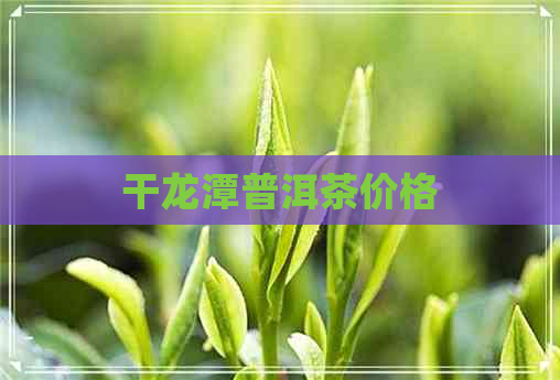 干龙潭普洱茶价格