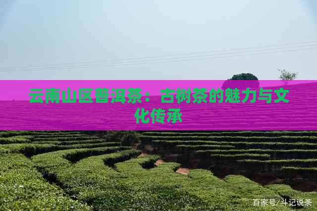 云南山区普洱茶：古树茶的魅力与文化传承