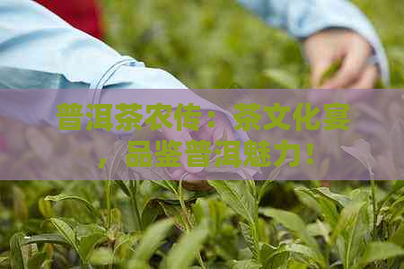 普洱茶农传：茶文化宴，品鉴普洱魅力！