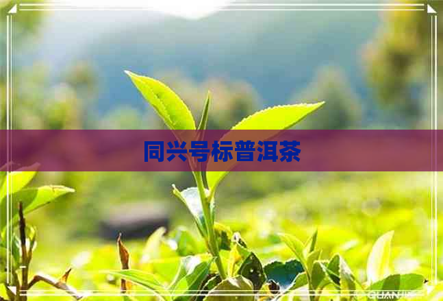 同兴号标普洱茶