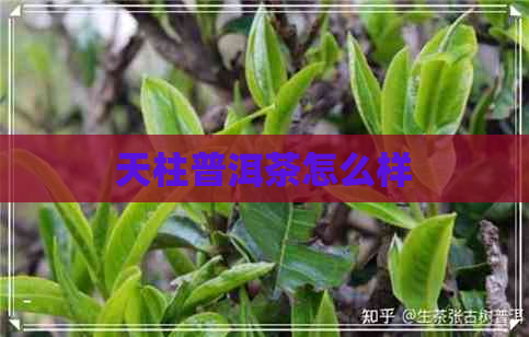 天柱普洱茶怎么样