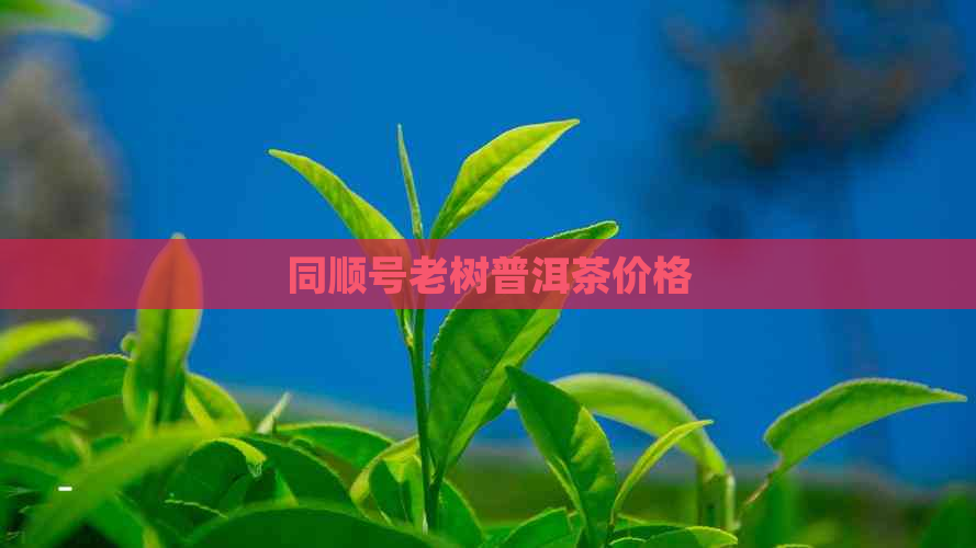 同顺号老树普洱茶价格