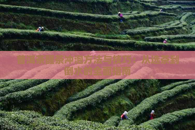 普洱茶醒茶冲泡方法与技巧：从选茶到倒水的全面指南