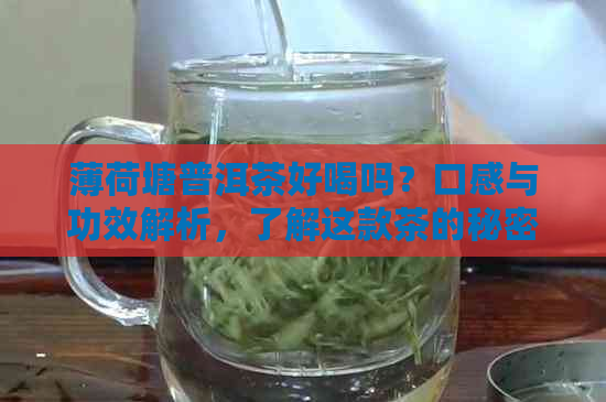 薄荷塘普洱茶好喝吗？口感与功效解析，了解这款茶的秘密！