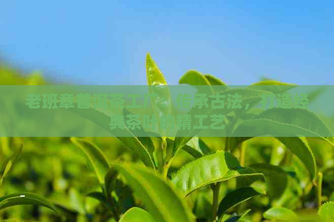 老班章普洱茶工厂：传承古法，打造经典茶叶的精工艺