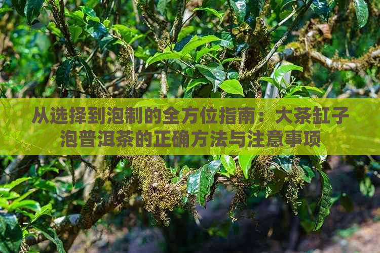 从选择到泡制的全方位指南：大茶缸子泡普洱茶的正确方法与注意事项