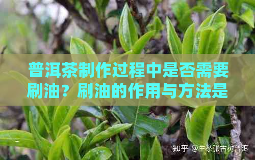 普洱茶制作过程中是否需要刷油？刷油的作用与方法是什么？