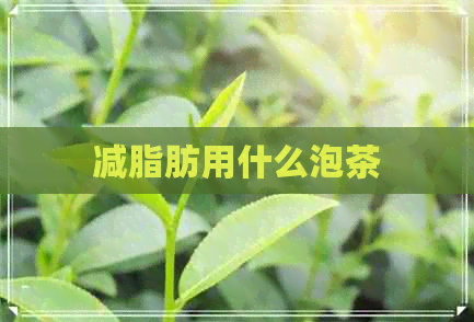 减脂肪用什么泡茶