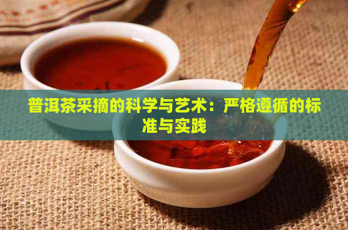 普洱茶采摘的科学与艺术：严格遵循的标准与实践