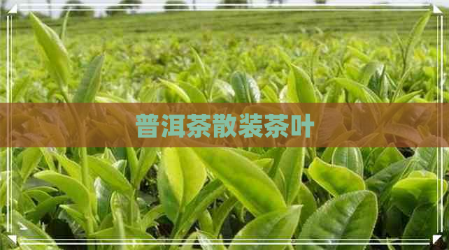 普洱茶散装茶叶