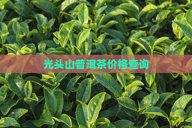 光头山普洱茶价格查询